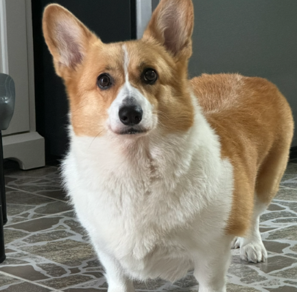 Cinnamon